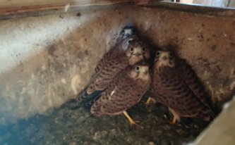 Poštolčí omladina ve věži kostela sv. Martina – rok 2020