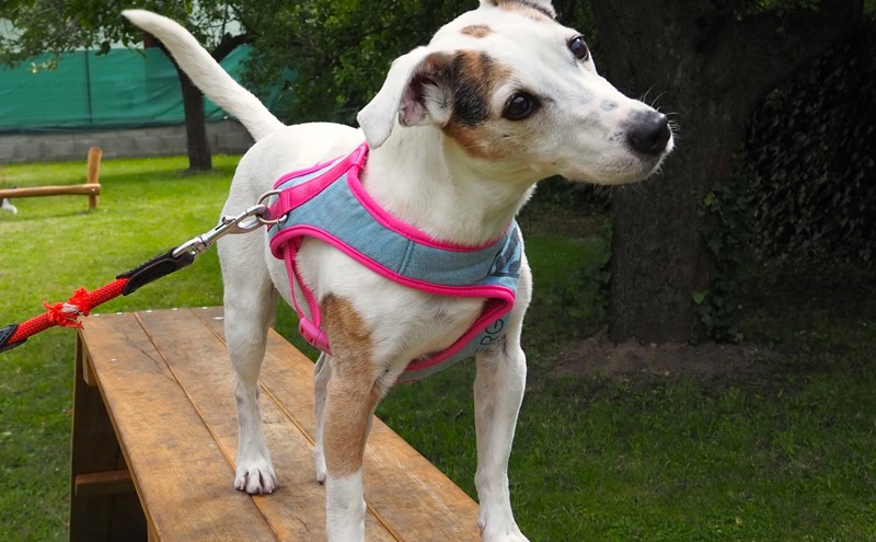 Zobrazit obrázek: 2024 06 13 Psi Hriste Otevreni (20)