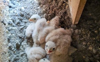 Čerstvě vylíhlé poštolky ve věži kostela sv. Martina – rok 2020